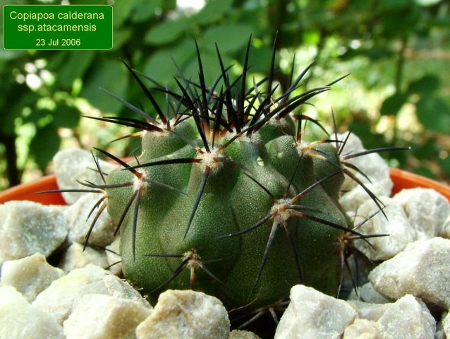 Copiapoa _calderana _ssp.atacamensis_ 01
